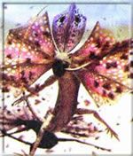 1905 1