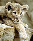 aslan